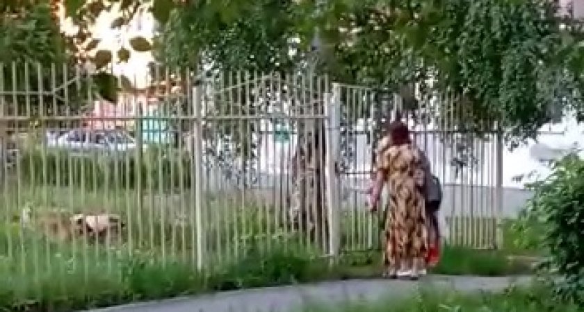 В Новочебоксарске собаки живут в детском саду: "Заведующая ничего не может сделать"