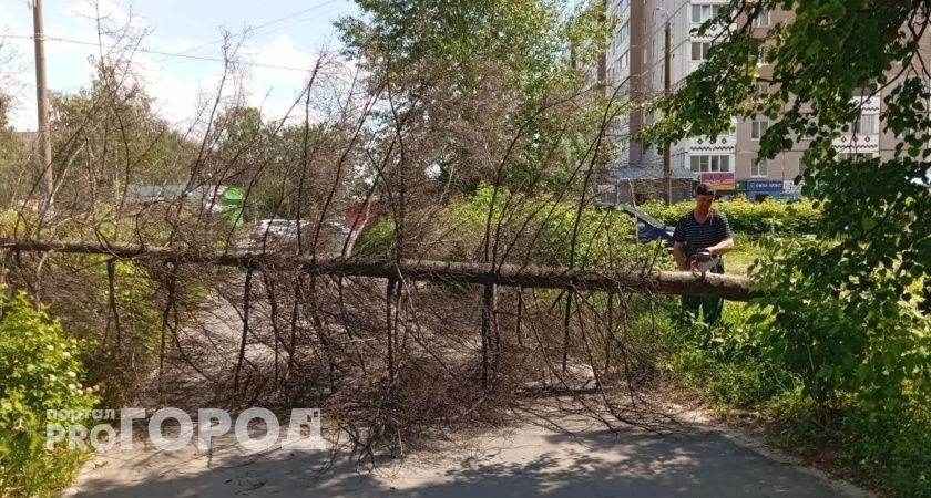 В Новочебоксарске спиливают опасные, сухие и больные деревья