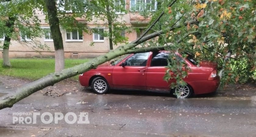 В Новочебоксарске дерево обрушилось на припаркованный автомобиль