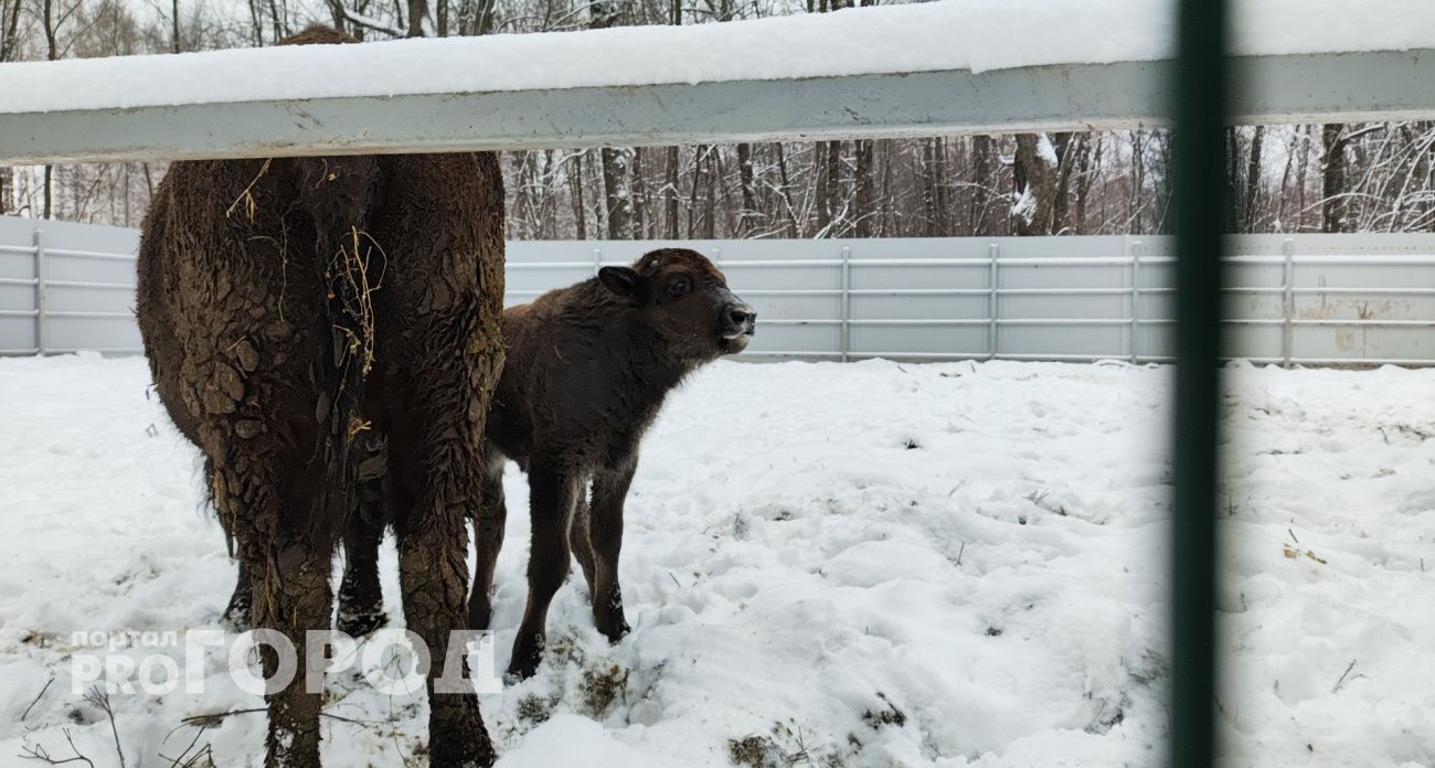 В Ельниковской роще родился детеныш-зубробизон: родители охраняют своего малыша