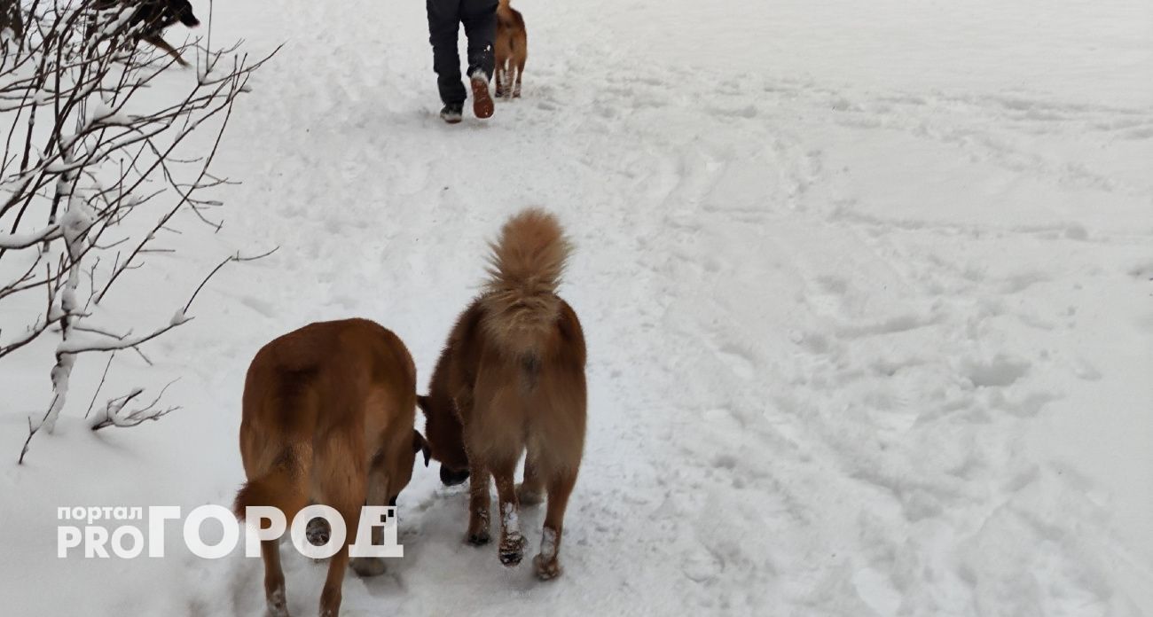 СК возбудит дело из-за нападений бродячих собак в Чувашии