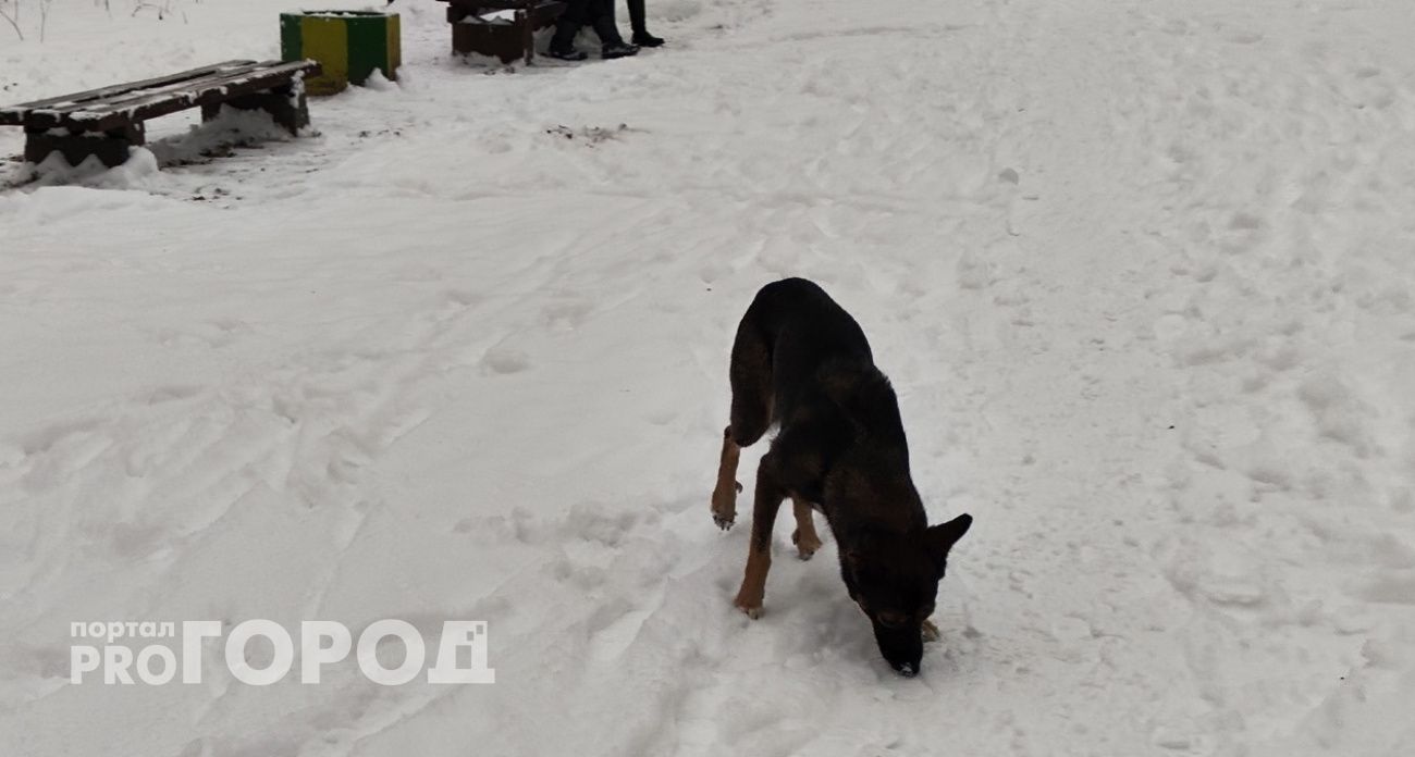 В Новочебоксарске семья отсудила компенсацию: бездомный пес укусил ребенка