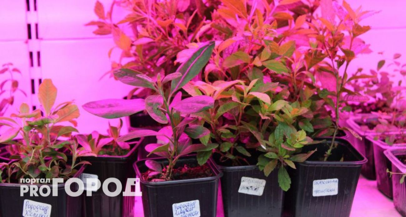 Секрет здоровой рассады: как правильно разместить фитолампы, чтобы рассада росла крепкой