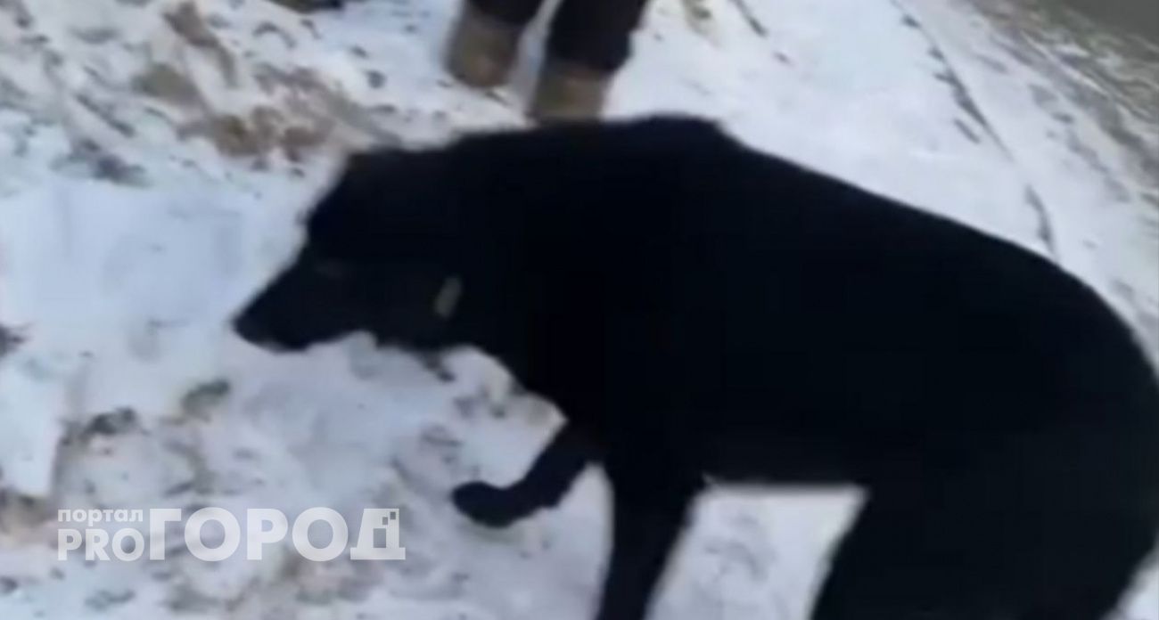 В Новочебоксарске во дворе дома по улице Советской собака терроризирует прохожих