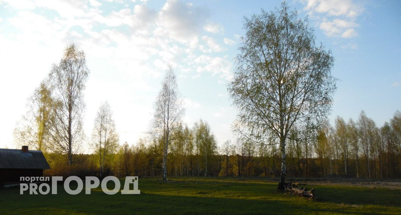 В Чувашии началось цветение березы и ольхи: аллергикам стоит быть осторожнее