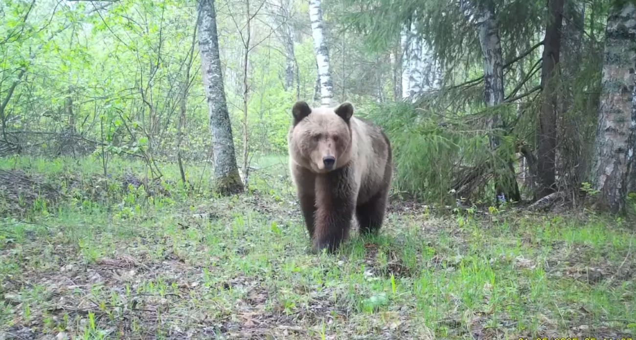 Фотоловушка засняла пару медведей в брачный период в заповеднике Присурский