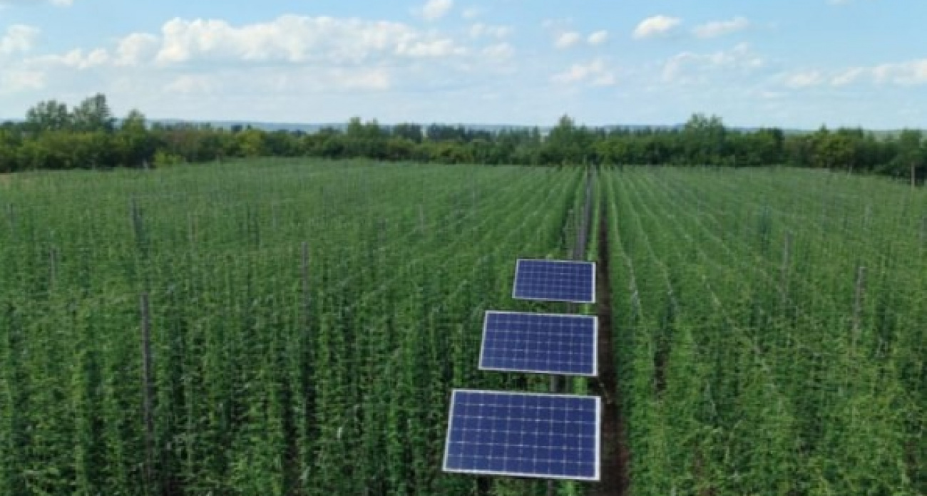 Российские ученые создали первую в мире систему выращивания хмеля под солнечными панелями