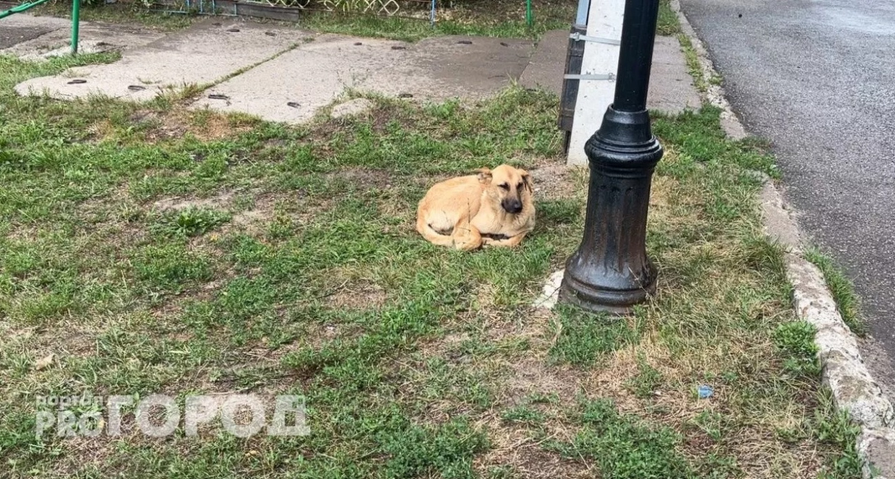 В Чувашии семья мальчика, пострадавшего от укуса собаки, добилась компенсации через суд