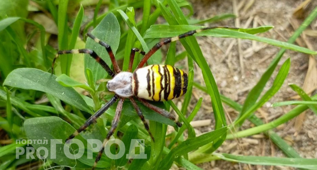В Чувашии обнаружили яркого паука-осу из южных регионов