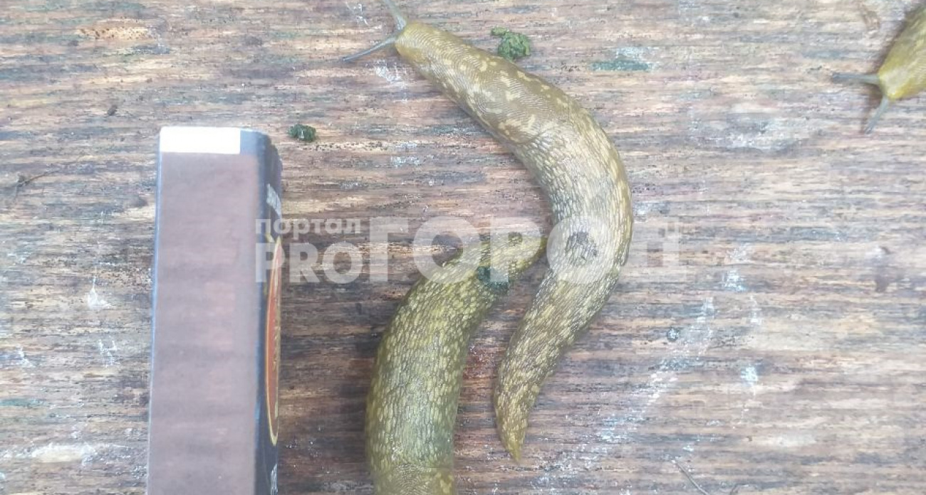 В Новочебоксарске обнаружили опасных испанских слизней