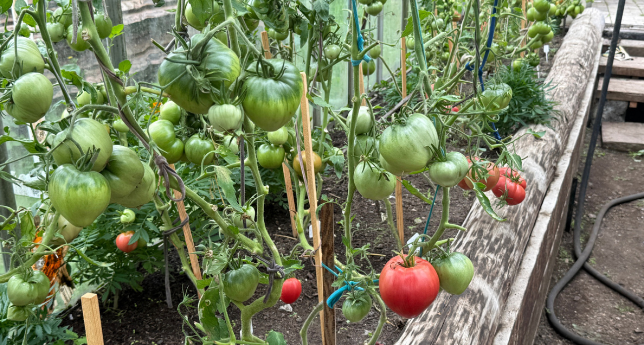 Лью это под томаты в августе — даже хилые кусты вмиг взрываются урожаем