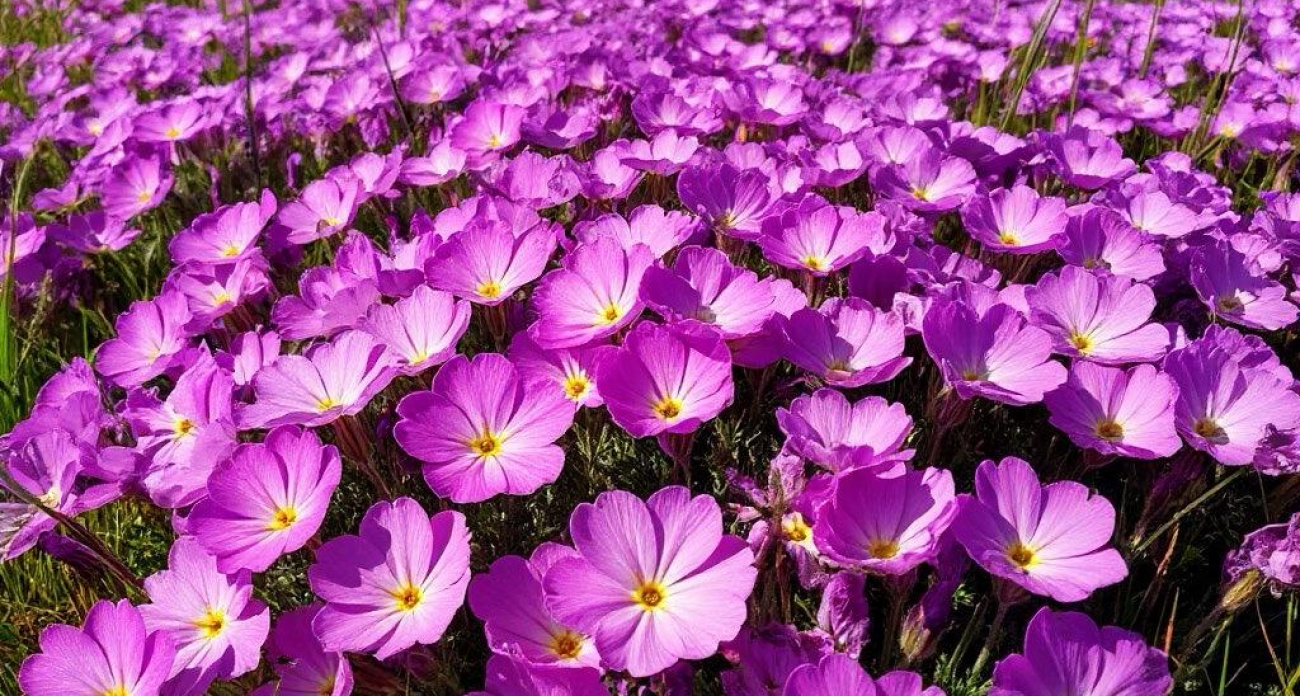 Нашла идеальную замену розам: махровый многолетник, от которого невозможно оторвать глаз