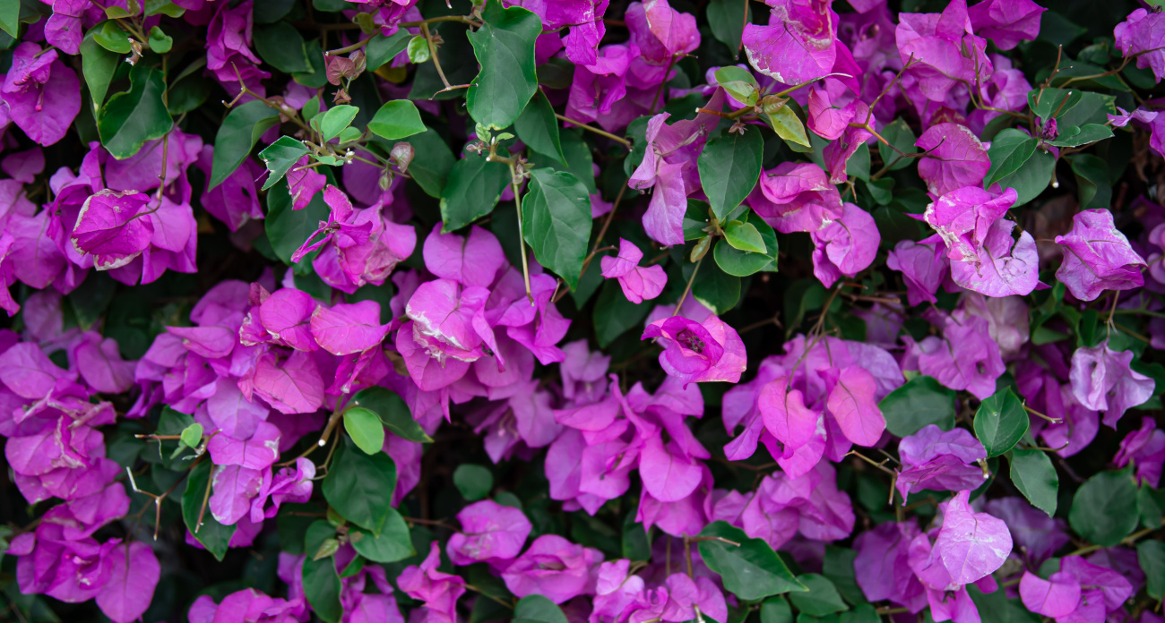 Забудьте о капризной петунии: этот бесхлопотный цветок создаст цветастые облака в вашем саду