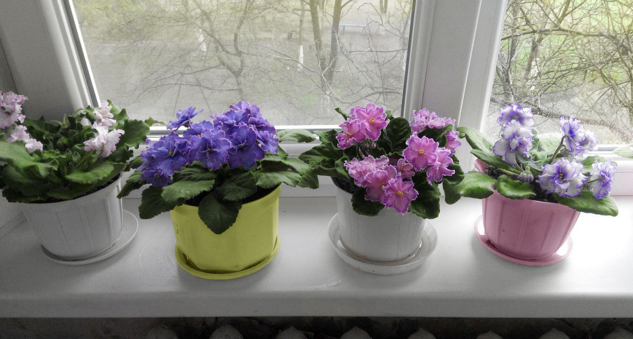 Лью это в горшок в августе — фиалка цветёт как на выставке: бутонизация становится эталонной