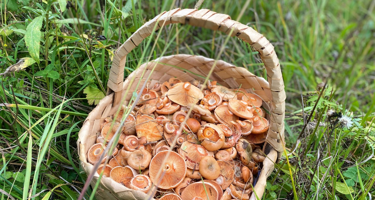 Родственник рыжика оказался плотнее и слаще - грибники зря его игнорируют