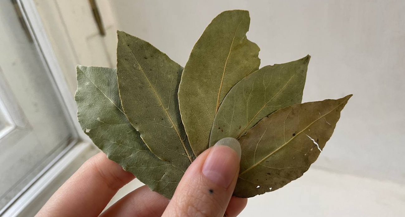 Лавровый лист с солью — гениальная хитрость, которая спасет всё лето: секрет для домохозяек