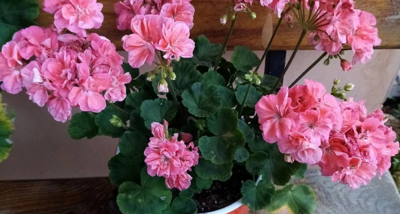 1 капля в воду — и даже лысая герань покроется цветочными облаками: будет цвести круглый год