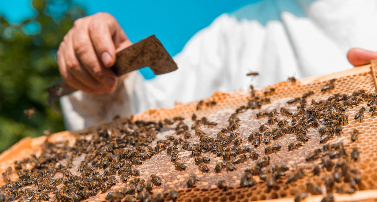 Медовый Спас: древние приметы на богатство и любовь — узнайте секреты привлечения счастья