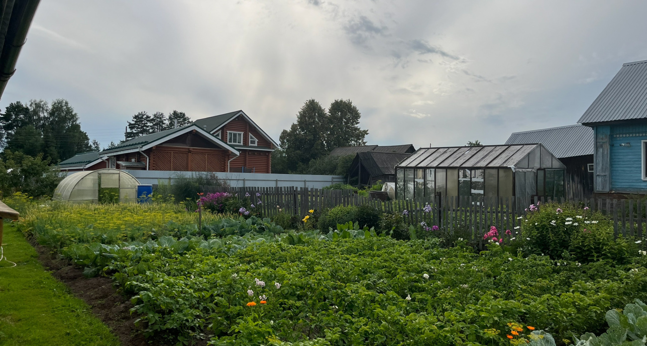 После уборки картофеля сею этот сидерат - почва становится как после тонны навоза, а проволочник и парша исчезают на годы