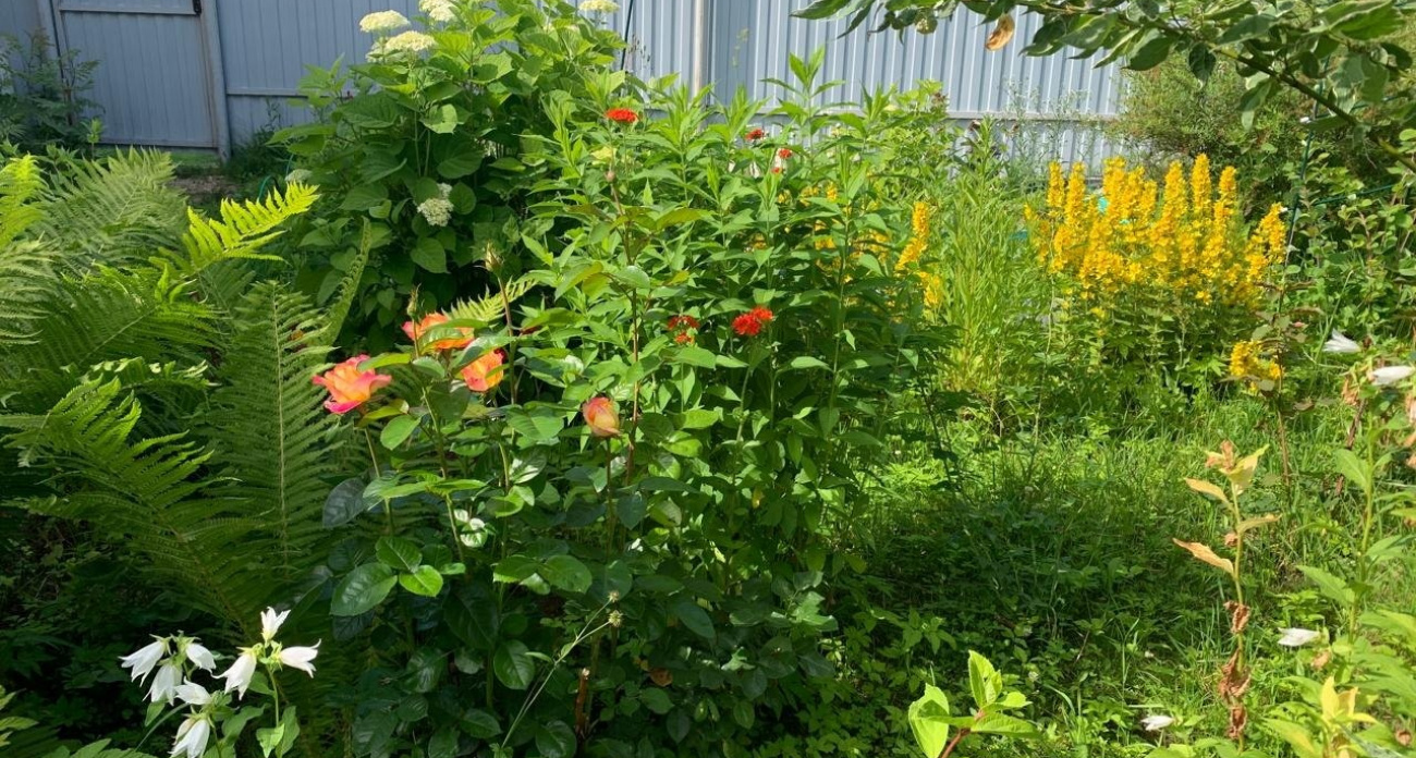 Срочно узнайте: какие цветы обязательно обрезать в августе, а какие никогда не трогайте