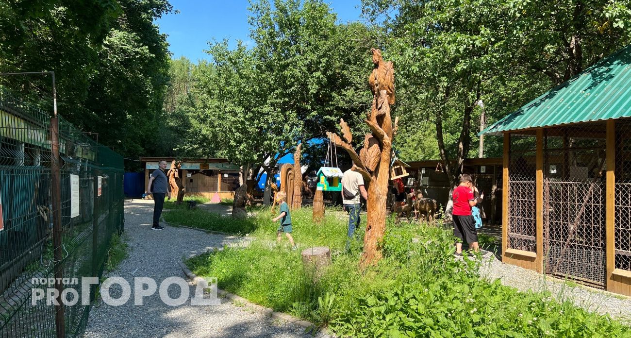 День города Новочебоксарска: от лазертага до танцев времен СССР