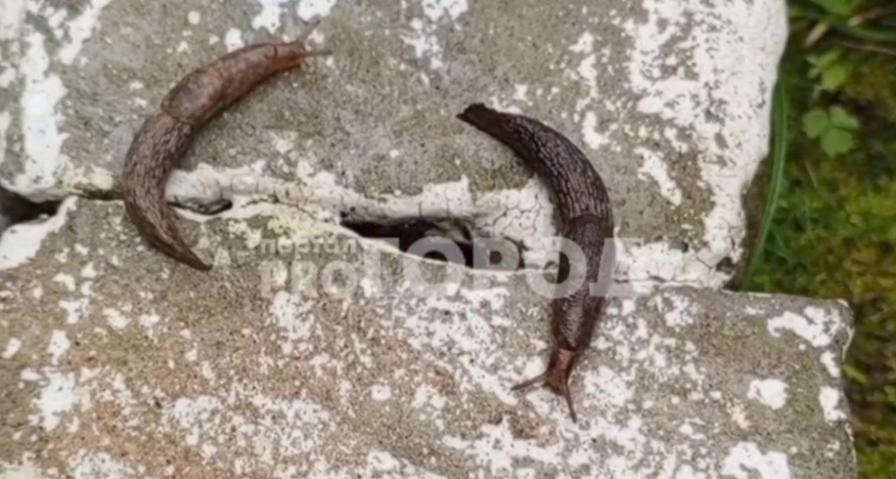 Испанские слизни обнаружены в роще Новочебоксарска