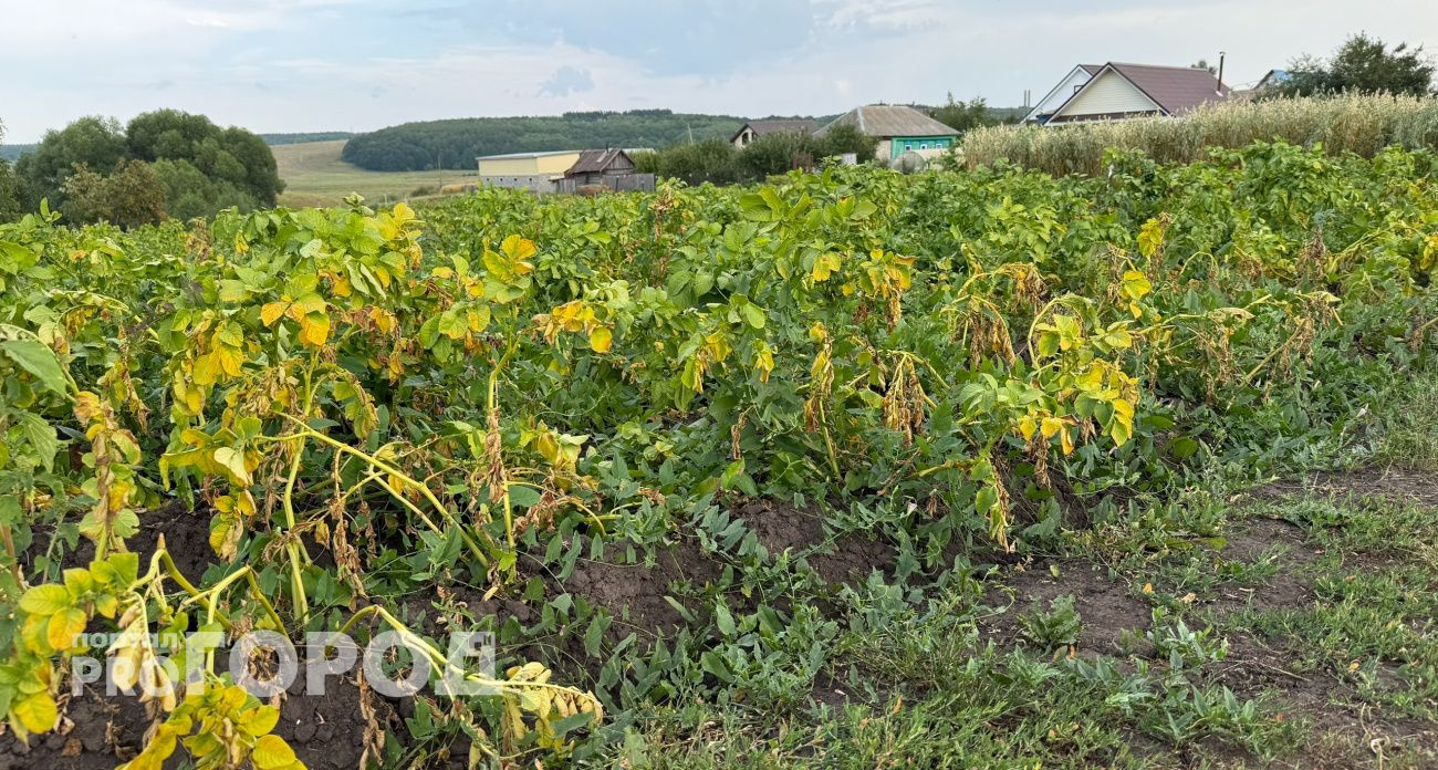 Чувашские овощи и зерно прошли проверку на безопасность