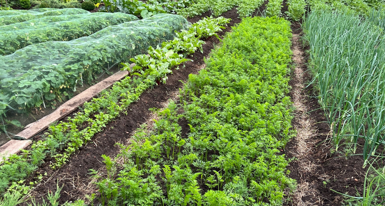 Огородники скрывают эти 4 тайных метода: как навсегда защитить томаты от фитофторы за 200 рублей