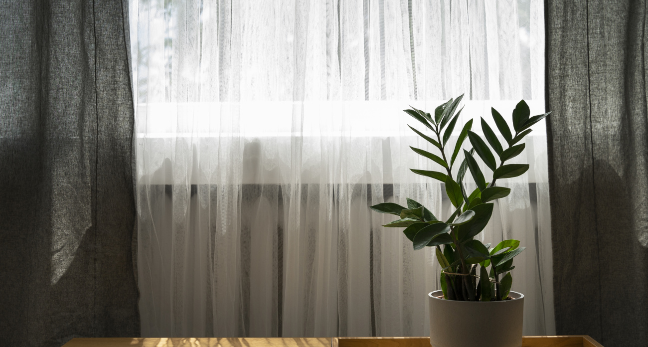 Секрет огородников, который скрывают от соседей: простая занавеска увеличивает урожай в 2 раза