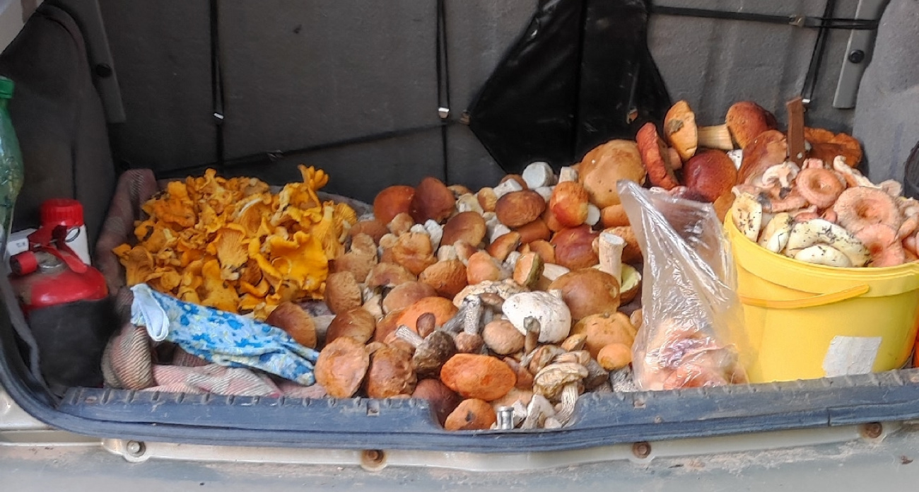 В лесах Чувашии начался рекордный грибной сезон