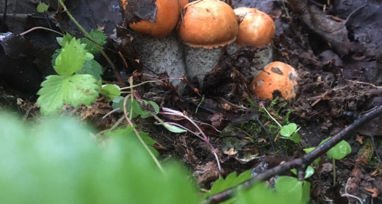 Гриб-паразит превращает обычные грибы в деликатес со вкусом омара: вот как происходит эта молекулярная магия