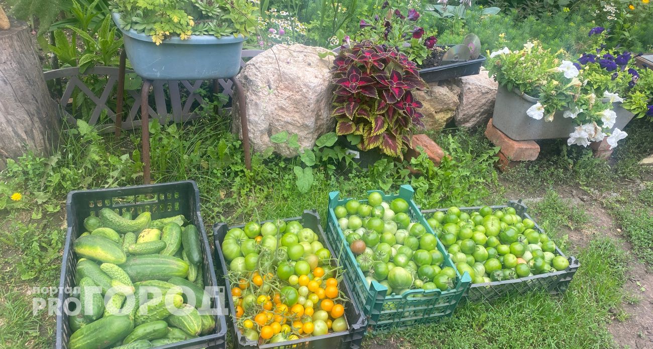 Новая ярмарка в Новочебоксарске будет длиться целый месяц