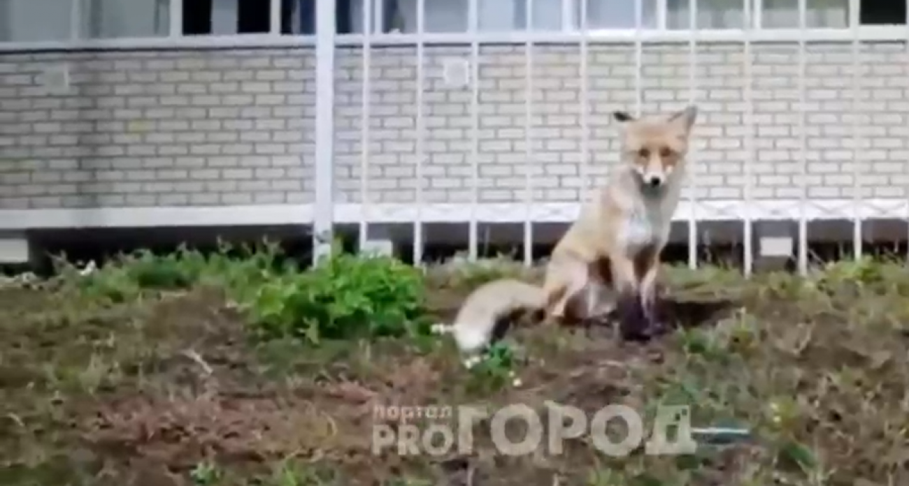 В Новочебоксарске ввели карантин по опасному заболеванию