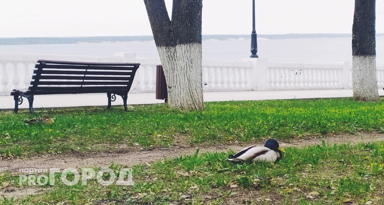 В Чувашии 12 сентября ожидаются заморозки до -1°С