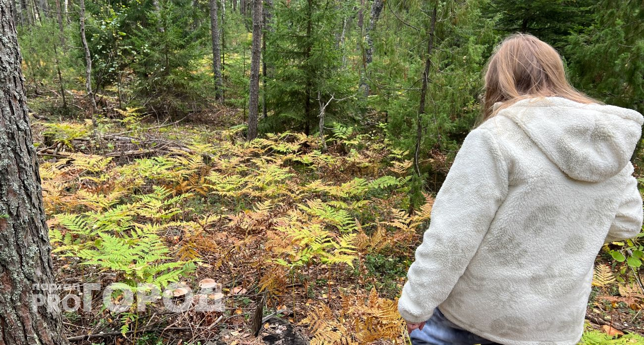 В Чувашии объявлен желтый уровень опасности из-за высокого риска лесных пожаров