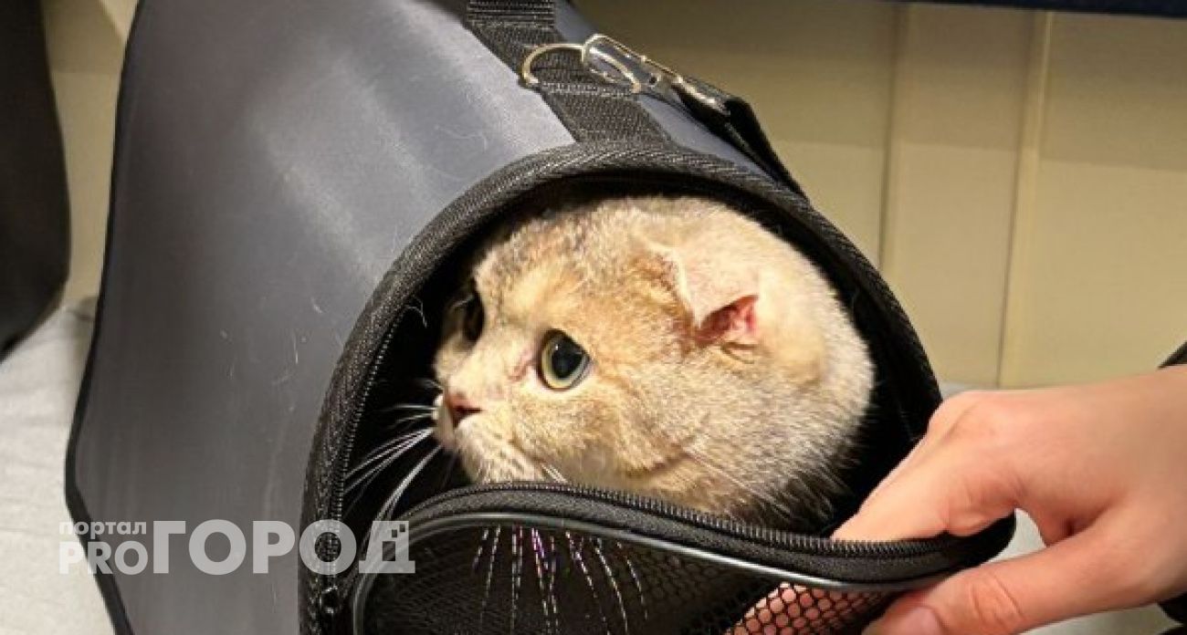 Ваша кошка молча страдает: ветеринар пояснил, сколько раз в день можно кормить питомца 