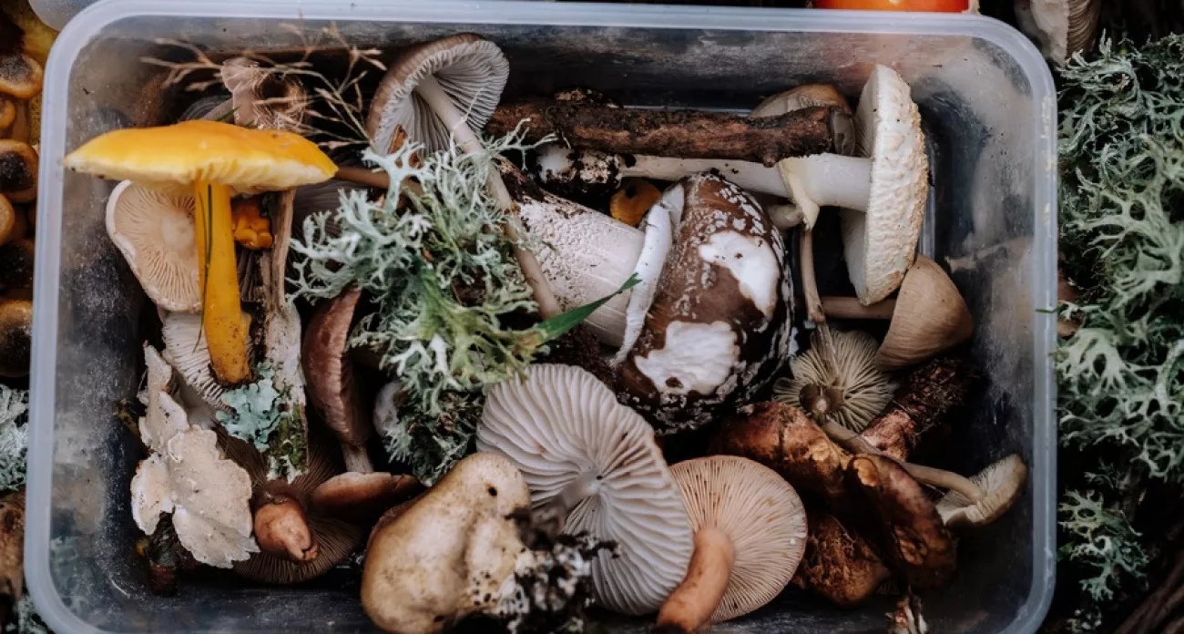 Фото к статье: Грибники Новосибирской области встретили опасного двойника: он маскируется под белый гриб и может испортить всю корзину