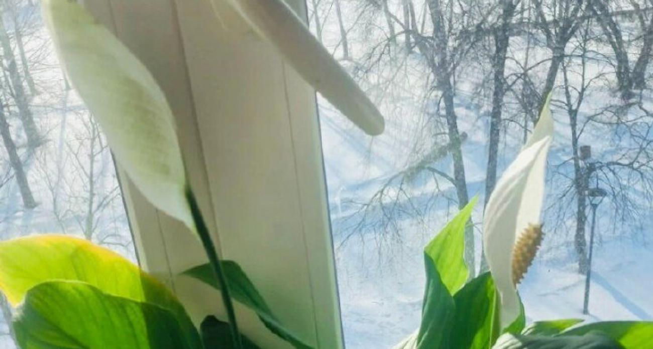 Делаю это осенью с "женским счастьем" и уже к зиме цветок усыпан белыми парусами: цветет до самой весны