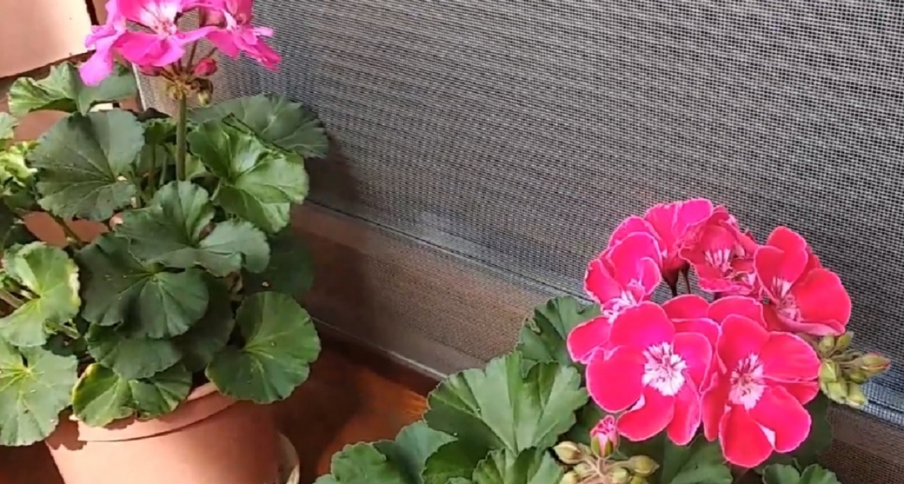 Тайна одной веточки: как цветоводы превращают 5 см герани в цветущий сад без походов в магазин