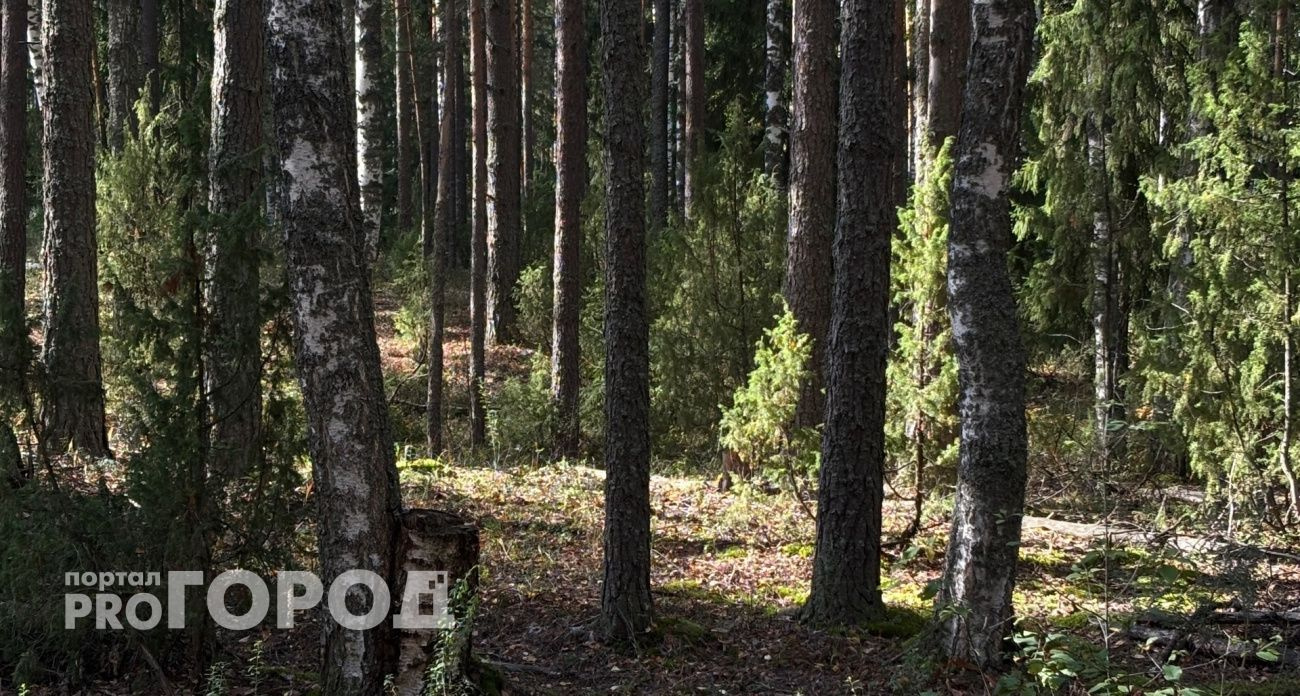 В Чувашии объявлен желтый уровень опасности из-за риска лесных пожаров