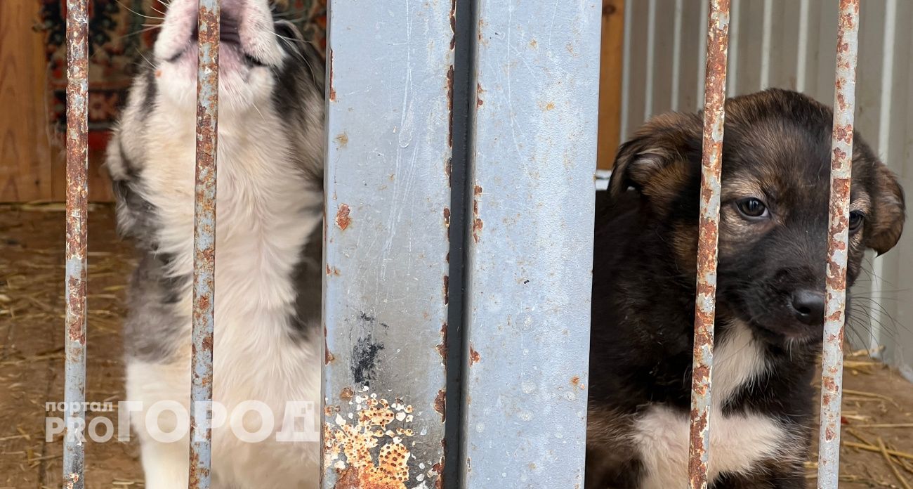 Новочебоксарка хотела найти любимого пса, но пострадала от фальшивых волонтеров