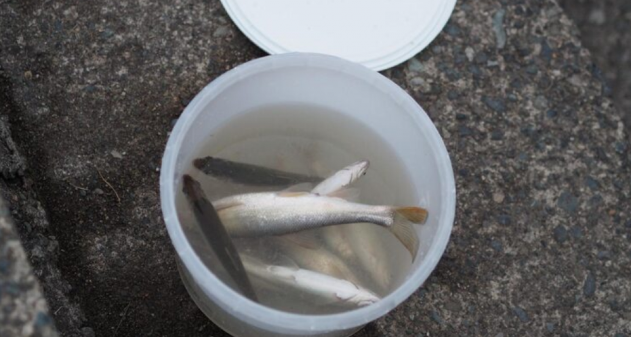 Токсичные вещества проникают в организм через селёдку: какие ведра таят смертельную опасность