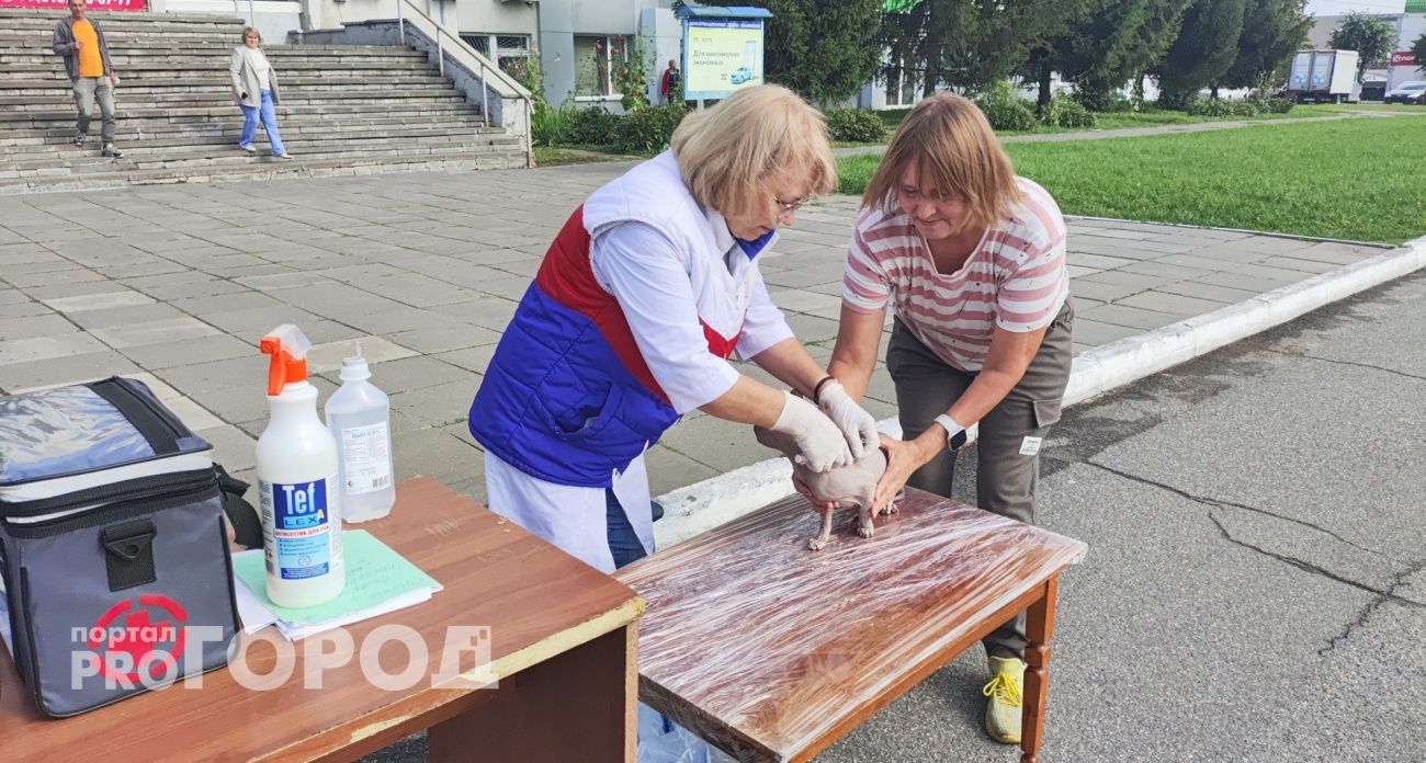 В Новочебоксарске завершается выездная вакцинация кошек и собак от бешенства