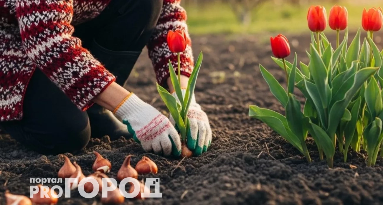 5 роковых ошибок при осенней посадке тюльпанов: весной всегда сплошной ковер без проплешин