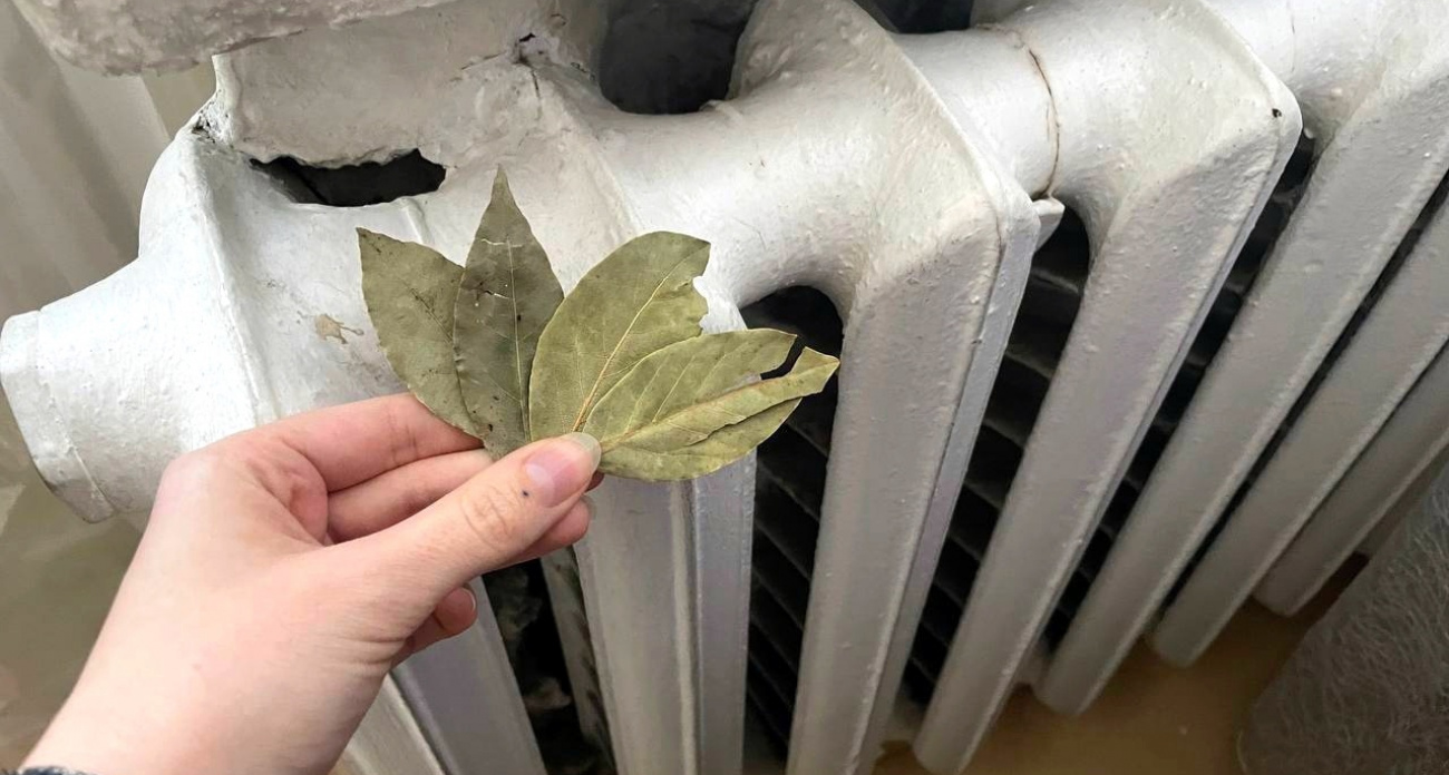 Положила лавровый лист на батарею — через час поняла, что делала это всю жизнь неправильно