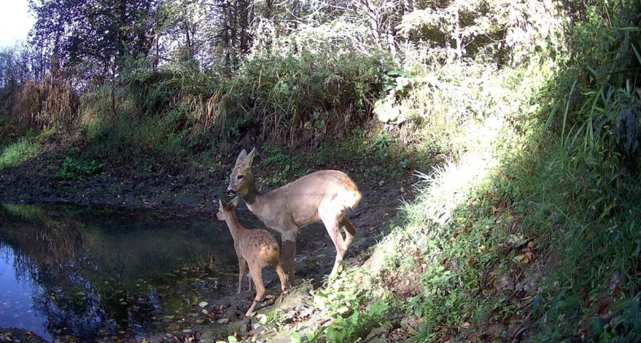 В Чувашии впервые официально зафиксировали европейскую косулю
