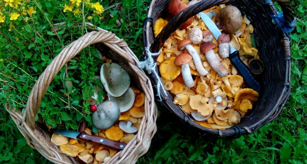 Этот гриб пахнет селёдкой, но знающие грибники собирают только его: вот в чём секрет