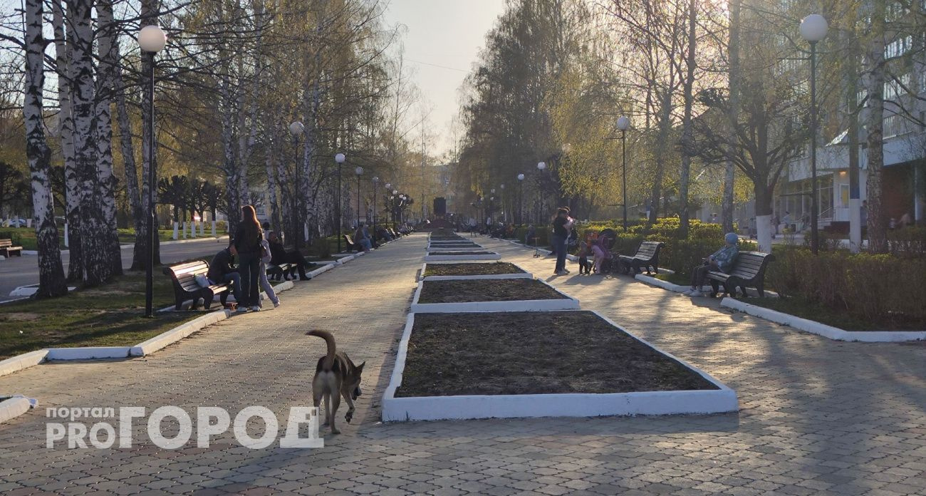 Прокуратура Чувашии выявила нарушения в контроле за бездомными животными