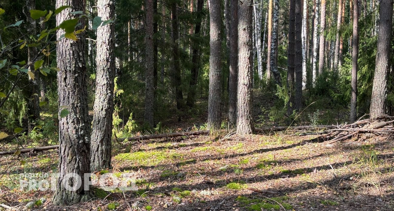 В Чувашии объявлен четвертый уровень пожарной опасности до 7 октября
