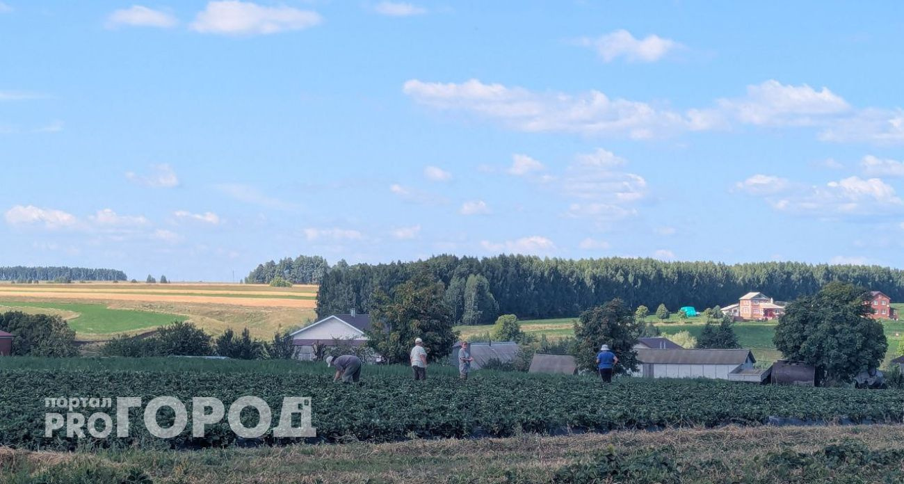 В Чувашии 14 хозяйств получили гранты на развитие ягодоводства и овощеводства
